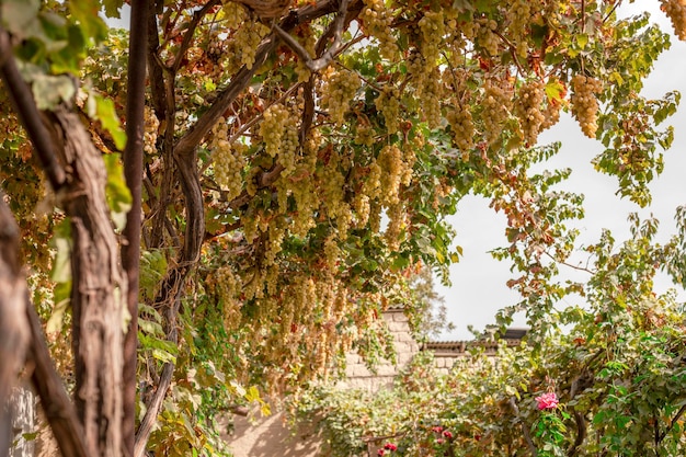 Grapes in a courtyard garden