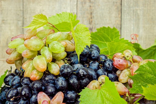 Grapes. Food. Selective focus. bio nature organic.