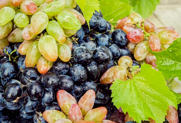 Grapes. Food. Selective focus. bio nature organic.