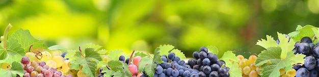 Grapes from your favorite garden