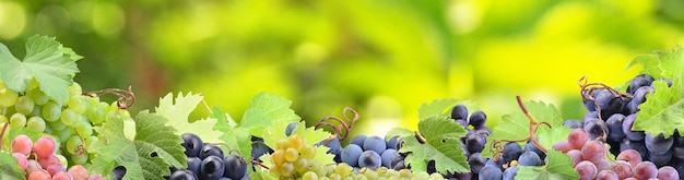 Grapes from your favorite garden