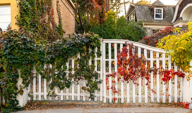 Grapes grow on the fence Grape leaves are green and red on different wings