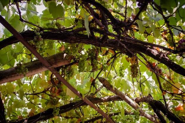 Grapes hanging on a vine