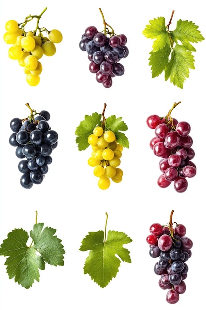 Grapes and Leaves on White Background