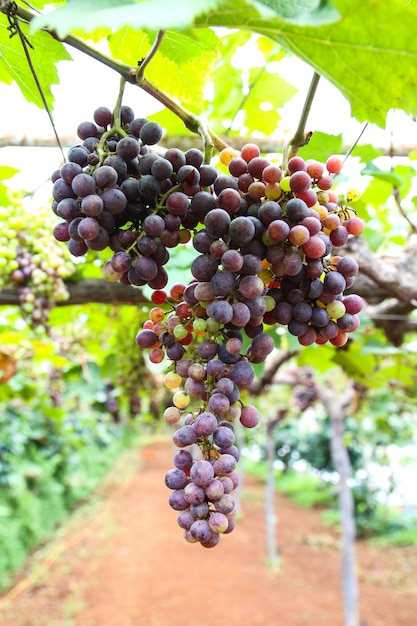 Grapes on plantations in Thailand.