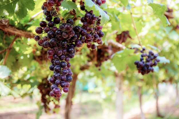 Grapes on tree in farm.