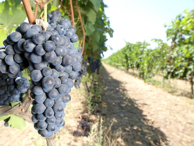 Grapes on a vine in the vineyard