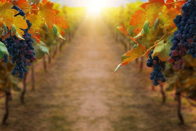 Grapes in vineyard landscape in Transylvania