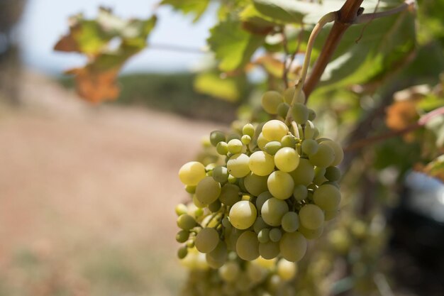 Grapes with green leaves on the vine fresh fruitsripe grapes hung on vineyards of grape trees in the