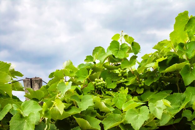 Grapevine leaves closeup. Natural surface