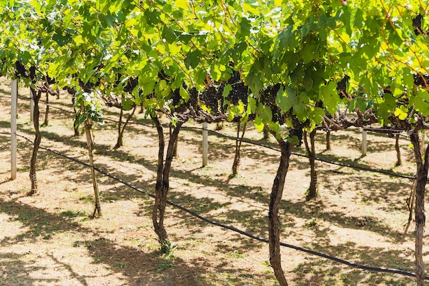 Grapevine with ripe bunches of grapes in vineyard