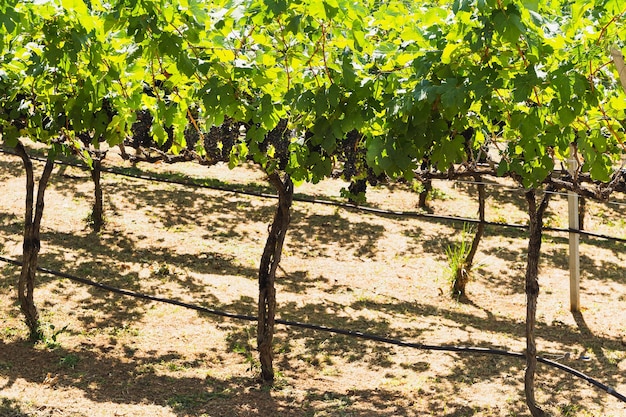 Grapevine with ripe bunches of grapes in vineyard