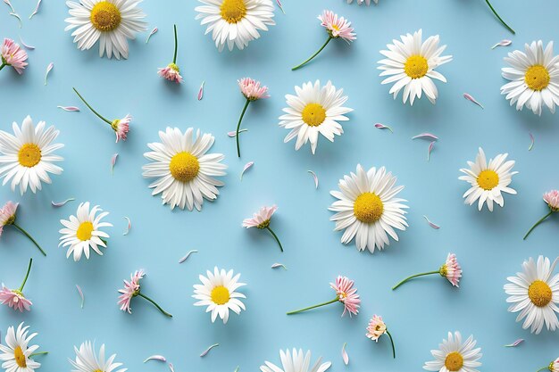 Photo graphic showing flat lay pattern of small daisies on light blue background