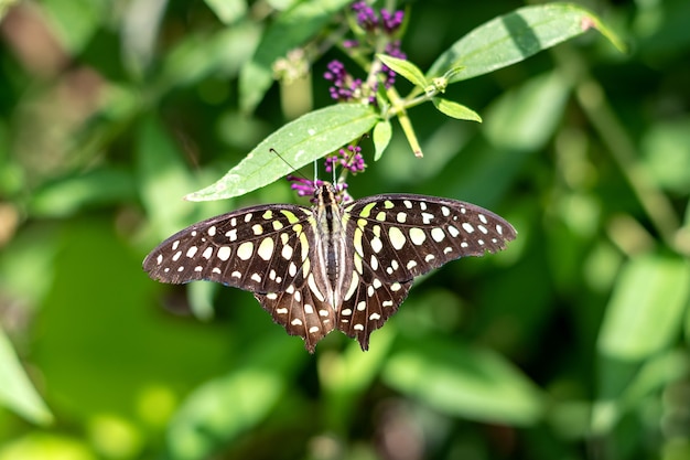 Graphium agamemnon or tailed jaybutterfly sitting on green leaves with open wings, top view