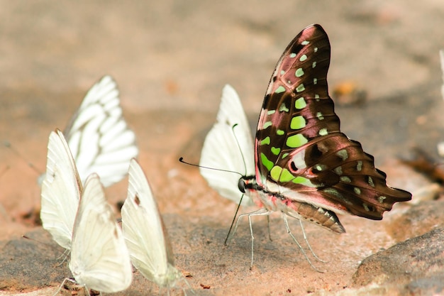 Graphium arycles Boisduval Spotted Jay on stone floor