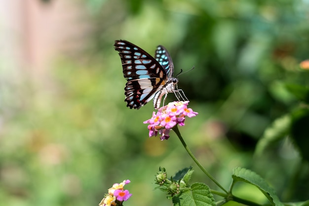 Graphium doson or common jay blue butterfly sitting on a flower