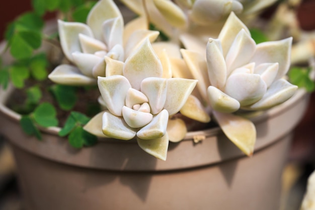 Graptopetalum paraguayense leaf texture Natural background Closeup to insert text