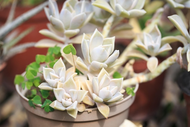 Graptopetalum paraguayense leaf texture Natural background Closeup to insert text