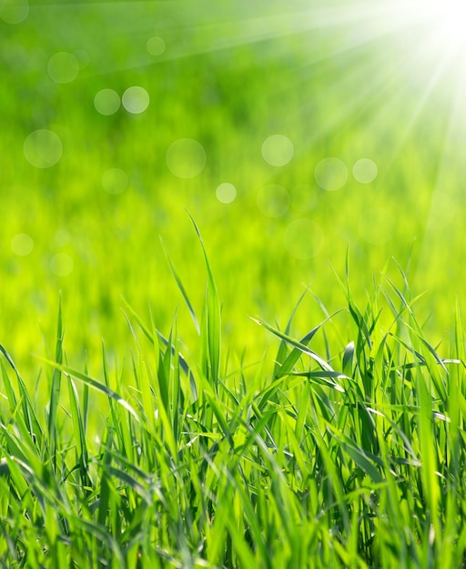 Grass background