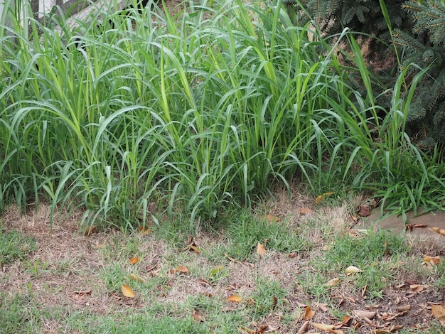 Grass blades background