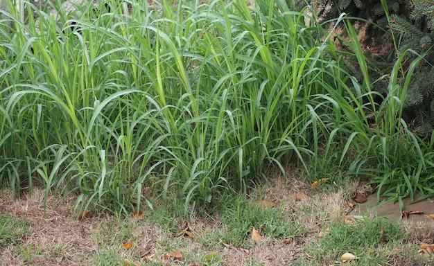 Grass blades background