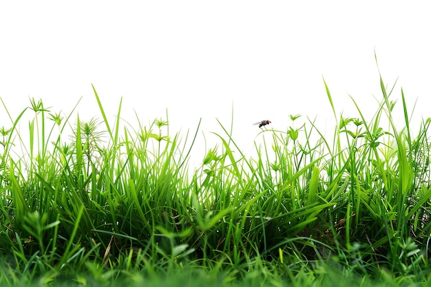 A grass border with one small fly in the background white background transparent