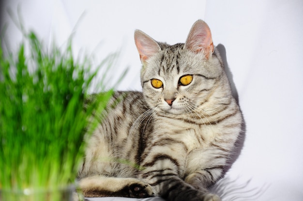 Grass for cats. Cat eats grass. Grey cat