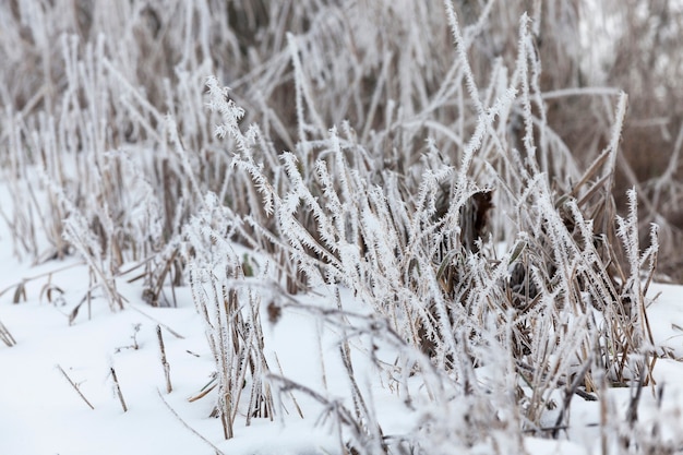 Grass covered with frost and snow in winter