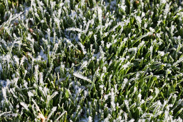 Grass covered with ice and frost in the winter season