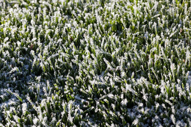 Grass covered with ice and frost in the winter season