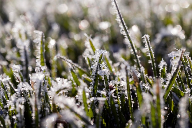 Grass covered with white cold frost in the winter season