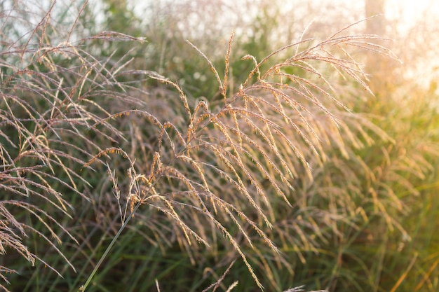 Grass and dew flowers in the morning