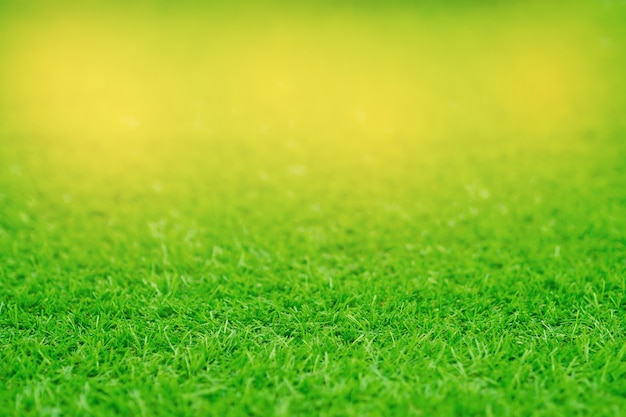 grass field background, green grass, green background