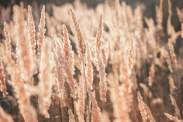 Grass at the field