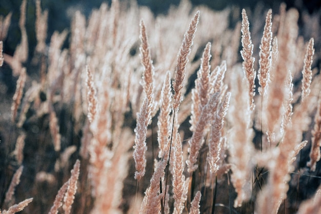 Grass at the field