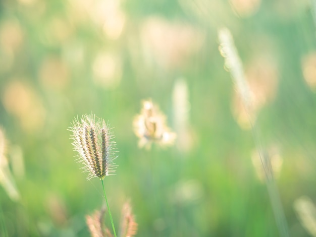 Grass field