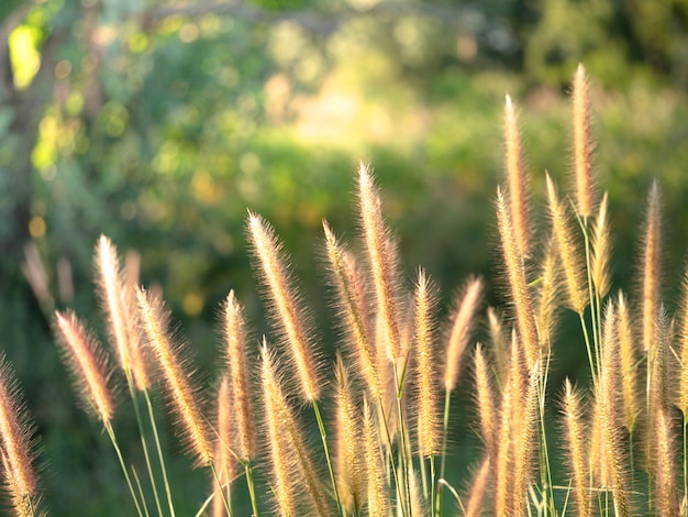 Grass field