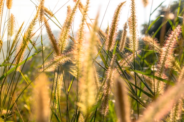 Grass on field