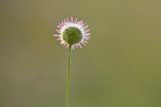 Grass Flower 2016