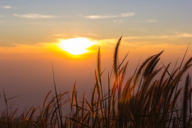 Grass flower in autumn with sunlight