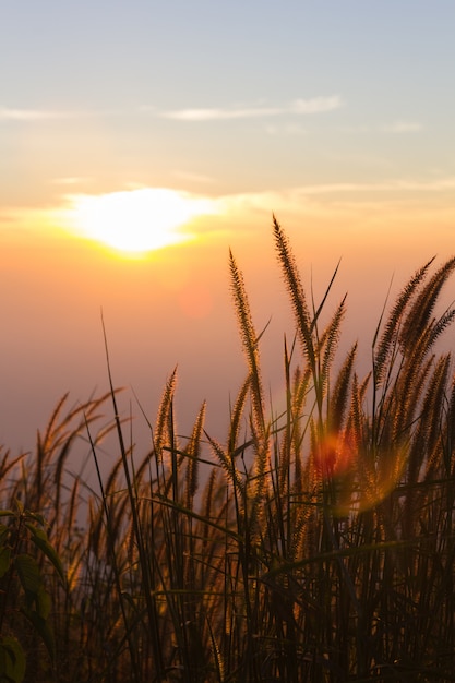 Grass flower in autumn with sunlight