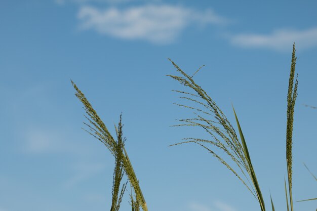 grass flower over blue sky background