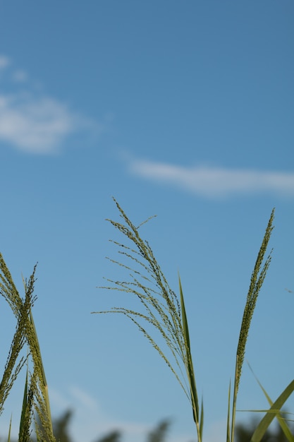 grass flower over blue sky background