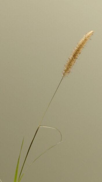 Grass flower field on pond 2