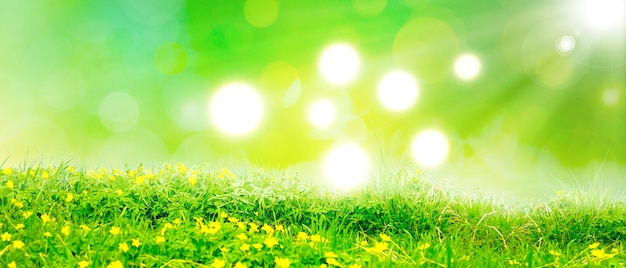 Grass flower field in spring background with sunlight