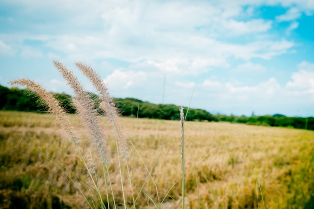 Grass flower on the field