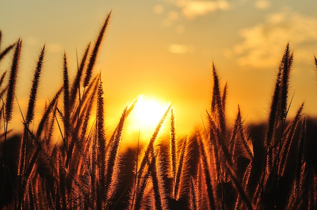 grass flower in golden light of sunset