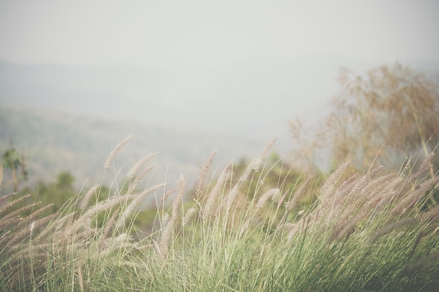 Grass flower meadow field on hill mountain