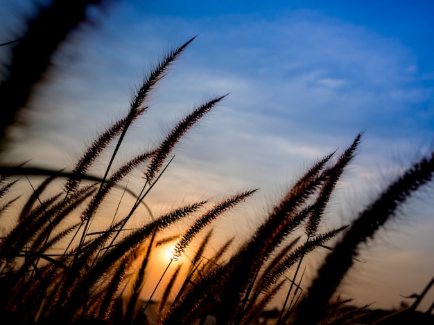 grass flower in the sunset time 