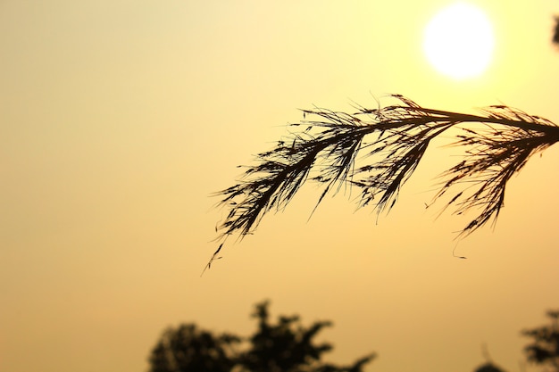 Grass flower and sunset